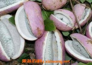 兄弟吃八月瓜,共享八月瓜的甜蜜时光